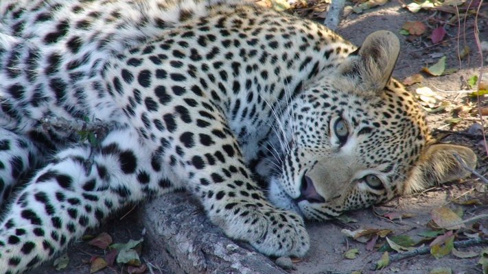 Leopard on Safari in South Africa