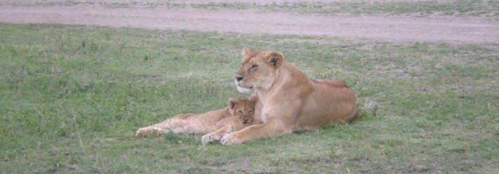 Lions Snuggling