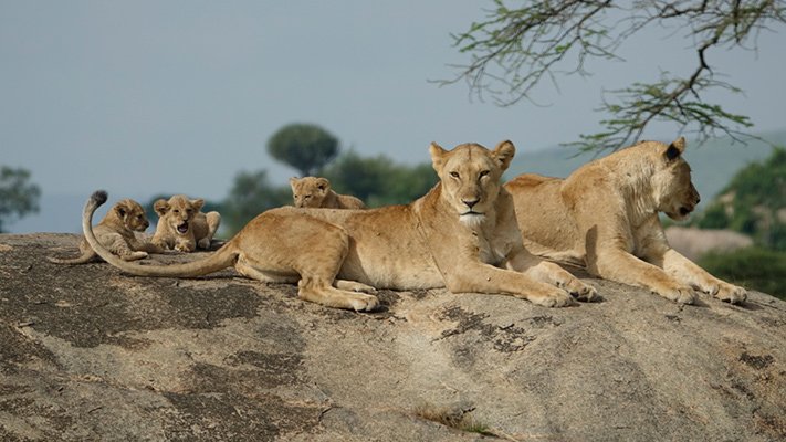Lion family in East Africa
