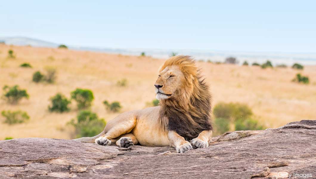 12 Amazing Facts about Lions