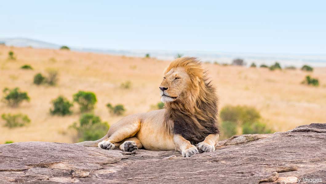 Lion on Hill