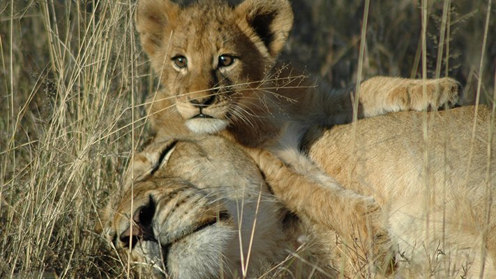 Lioness and cub