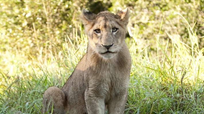 Lion at Lion Sands