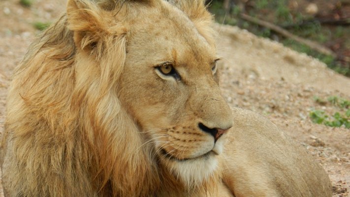 A young lion in Tanzania.