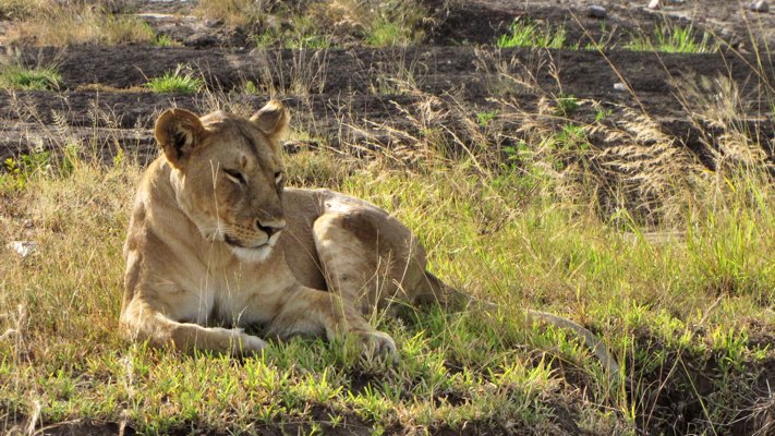 Lioness in Tanzania