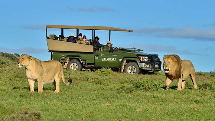 Lions at Shamwari