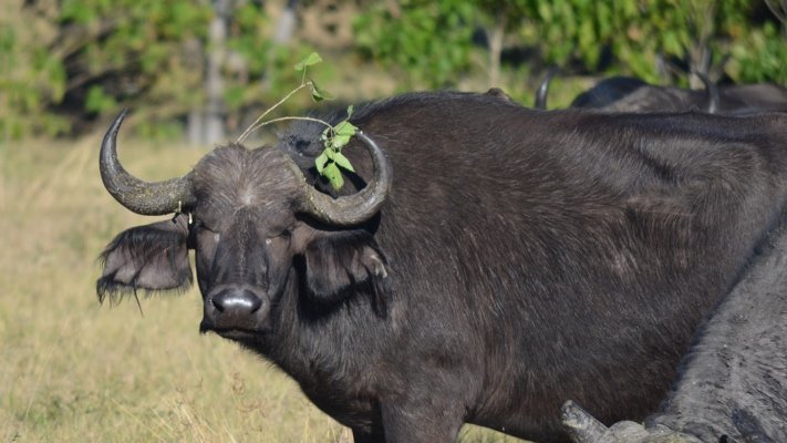 Cape Buffalo