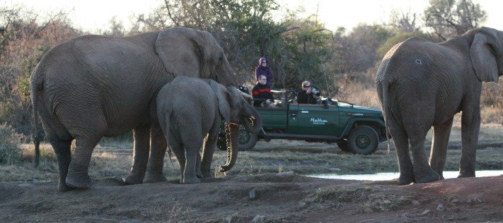Madikwe Game Reserve Safari