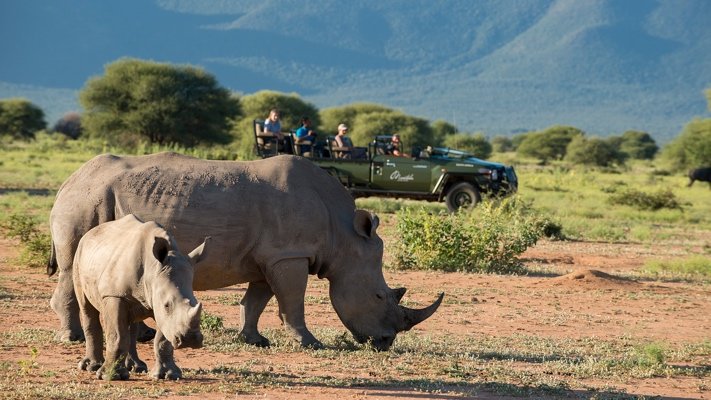 Rhinos at Marataba