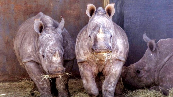 Shamwari's orphaned rhinos