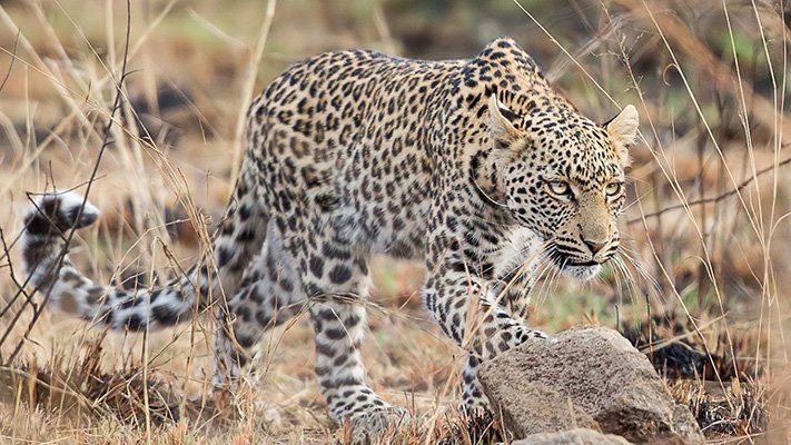 Pilanesberg Leopard