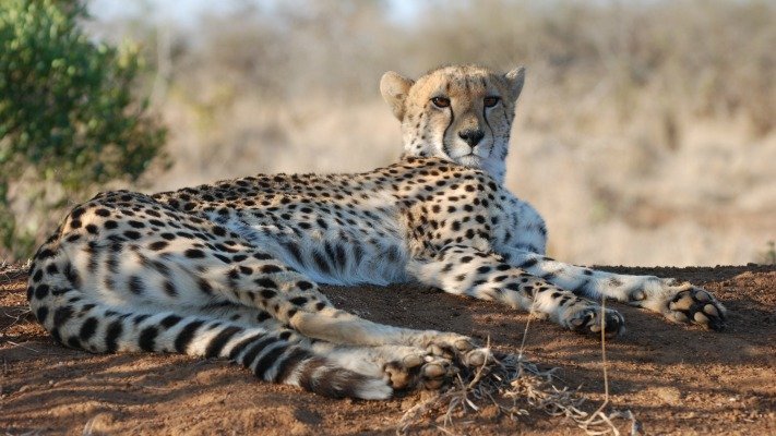 Relaxing Cheetahs