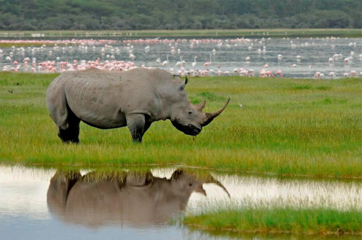 Rhino Lake Nakuru, Kenya