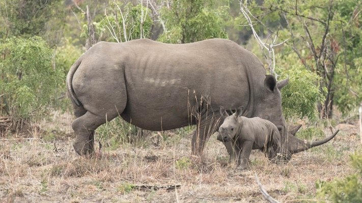 Rhino and Baby