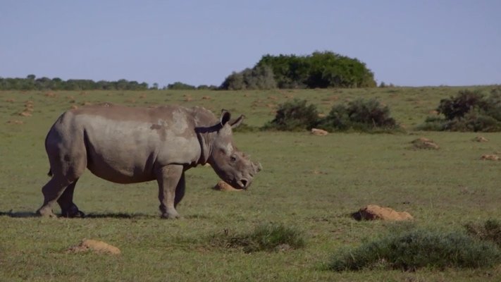 Rhino at Shamwari