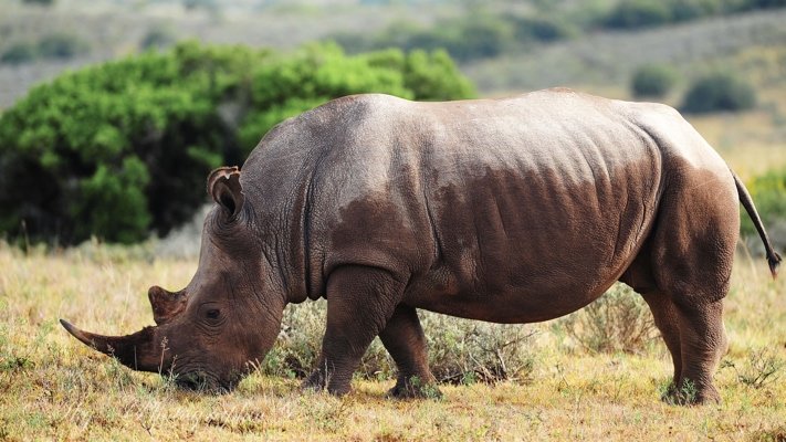 Rhino at Shamwari