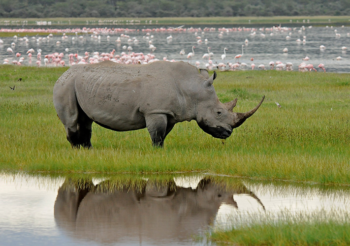 Rhino at Lake Nakuru