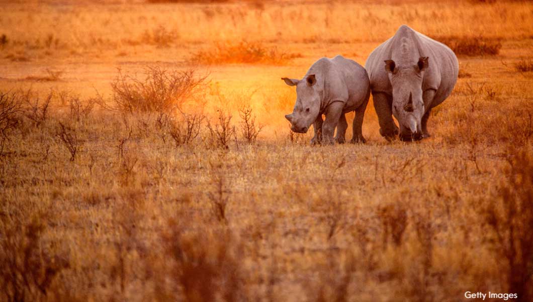 Who Knew? 10 Incredible Facts About Rhinos