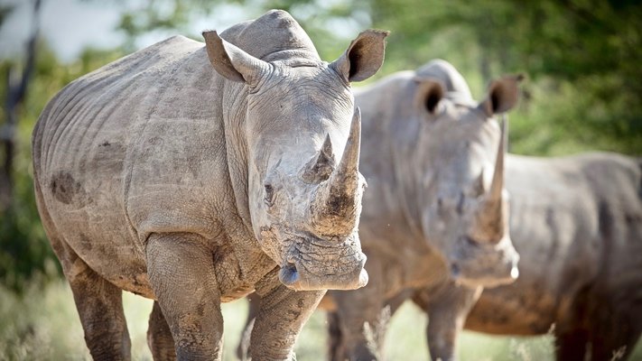 Rhinos at Kapama