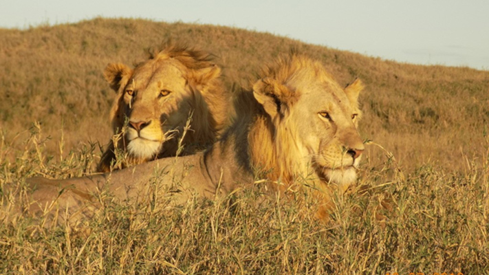 lion world travel safari reviews