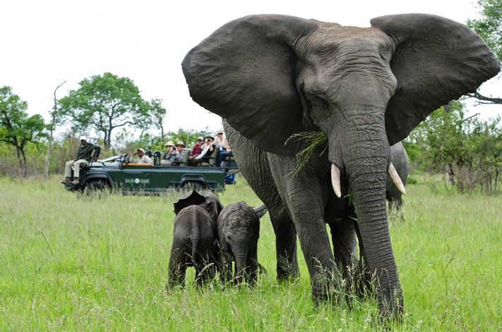 Mother Elephant and Babies