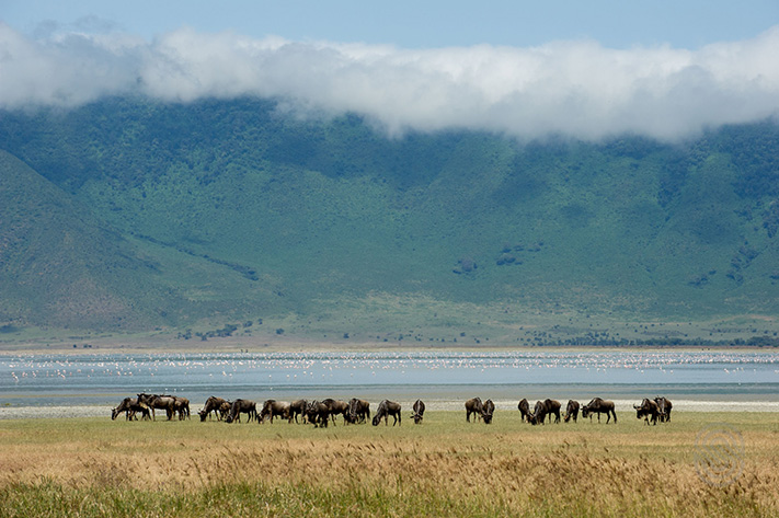 Wildebeest in the Serengeti