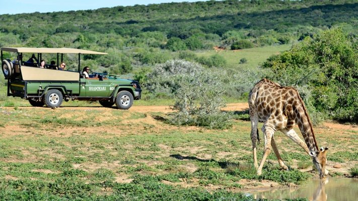 Shamwari Game Drive