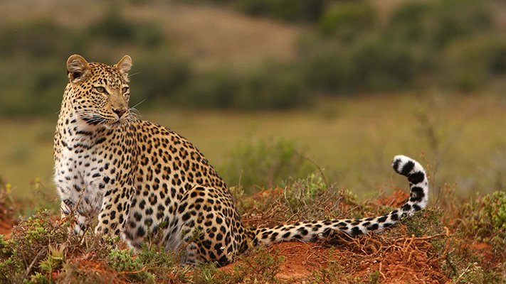 Leopard at Shamwari