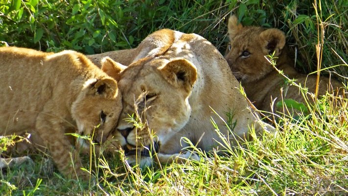 Shamwari Lions