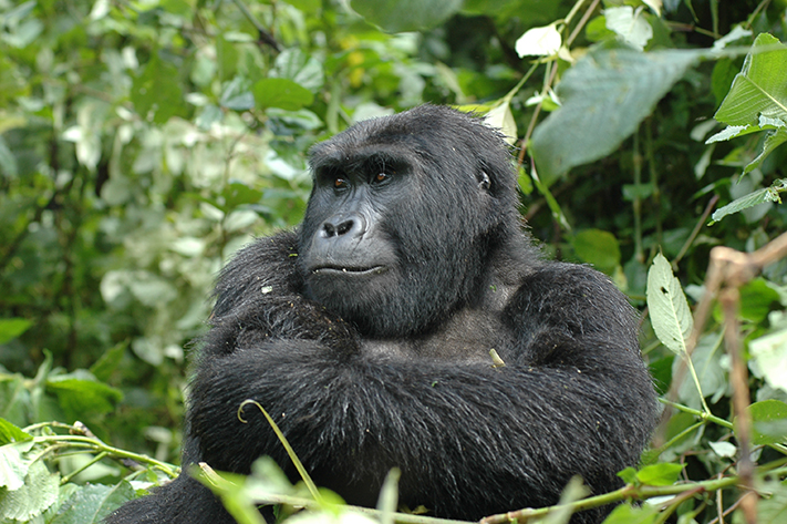 Gorilla crossing his arms in jungle 