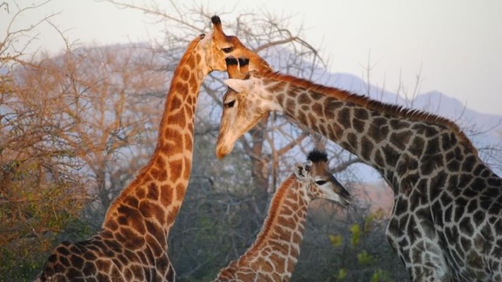 Giraffes at Thornybush