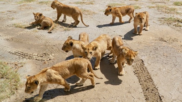 Lion cubs in Tanzania