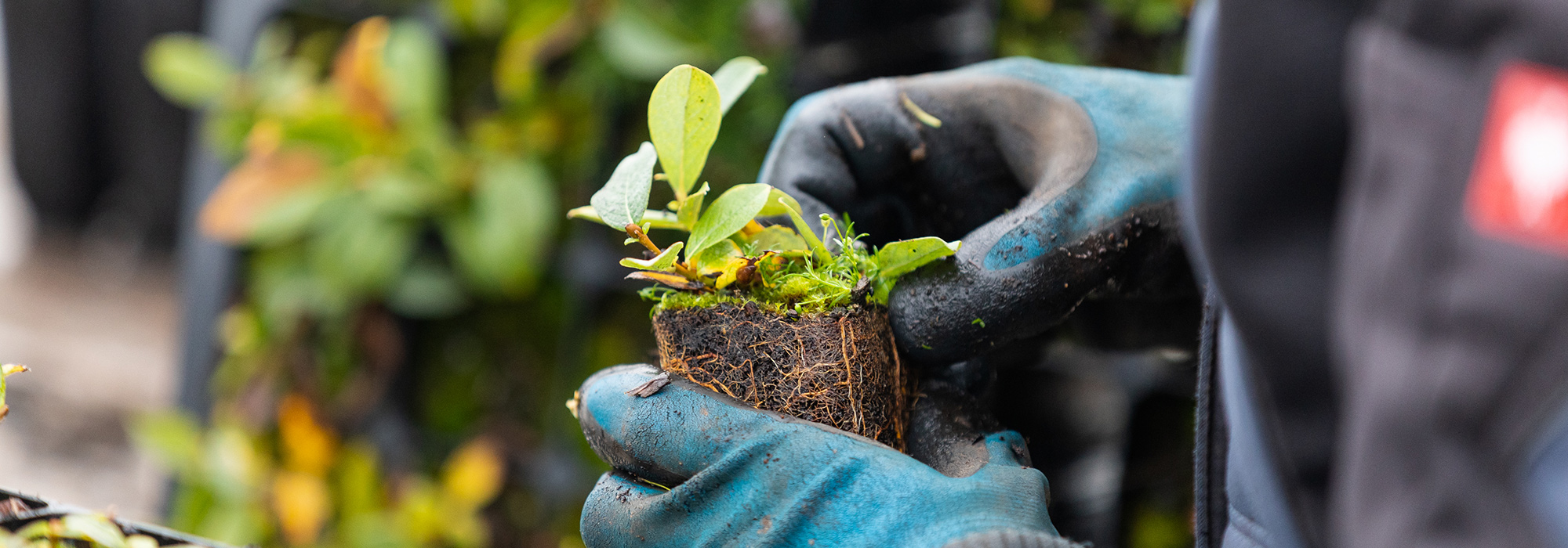 Tree-Nursery