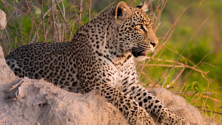 Leopard at Victoria Falls River Lodge