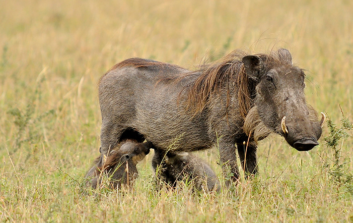 The Ugly Five Animals of Africa