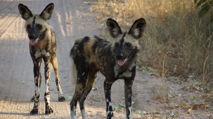 African wild dogs in South Africa