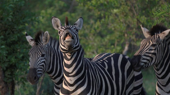 A zebra makes a funny face