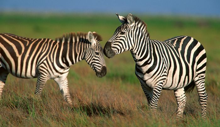 Zebras in Kenya