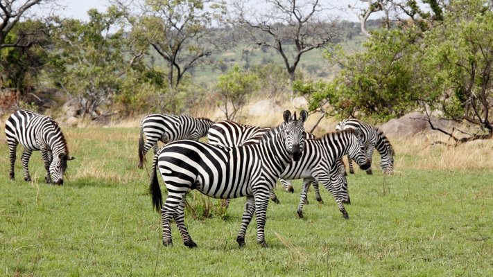 Zebras in Tanzania