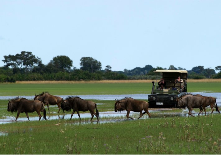 A Safari Game Drive in Botswana