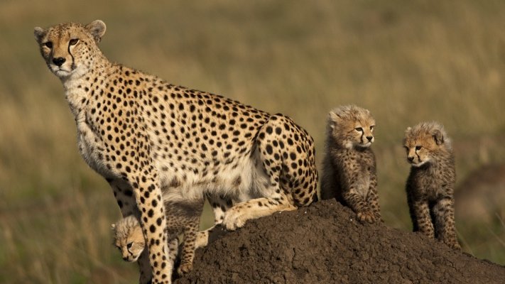 Cheetah family in Africa