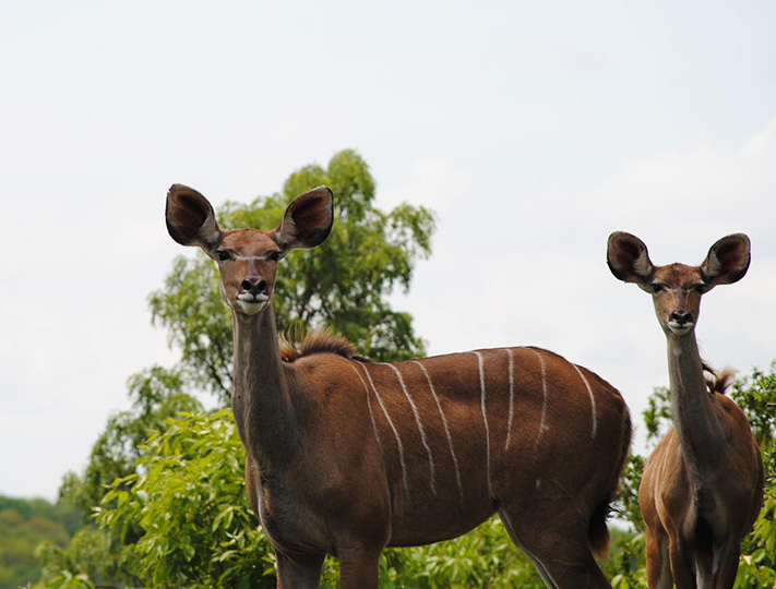 Kudu at Jackalberry