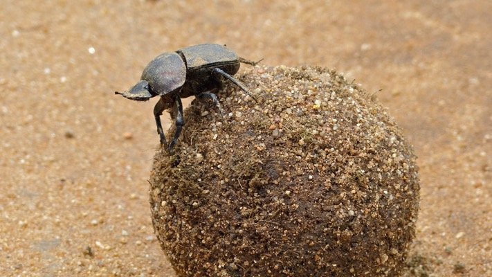 Why the Dung Beetle is So Strong: A Batonka Story