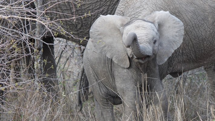 Elephant baby in Kenya
