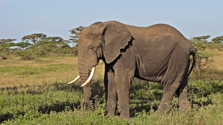 An African Bull Elephant on Safari in Tanzania