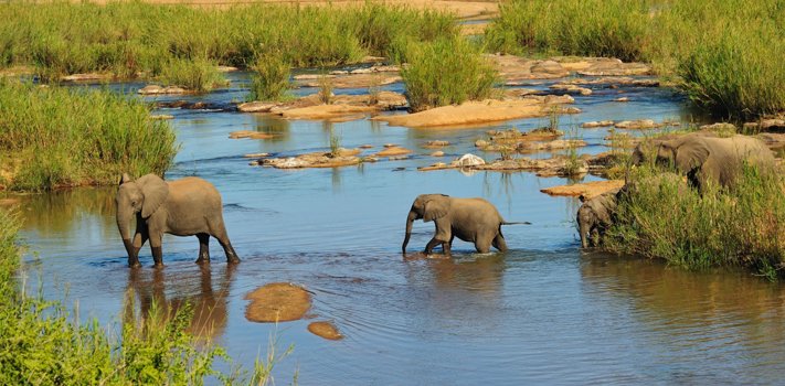 Elephant river crossing