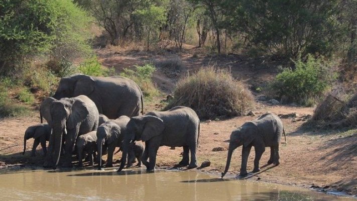Elephants at a watering hole on safari in South Africa