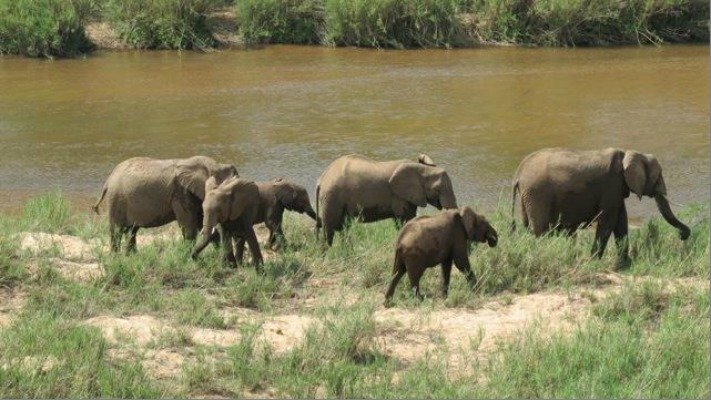 Elephants in Kruger National Park