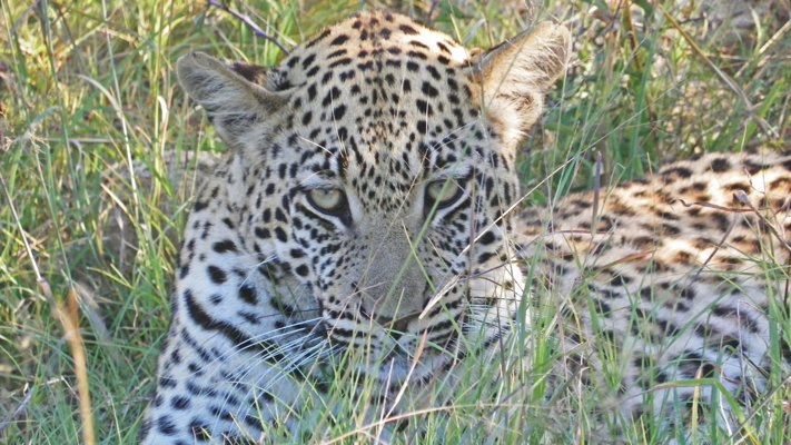 A leopard in Botswana