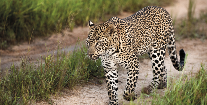 A leopard walking in South Africa